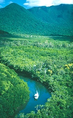 Cape Tribulation and Daintree Mangrove Cruises